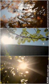 阳光透过树叶枝头