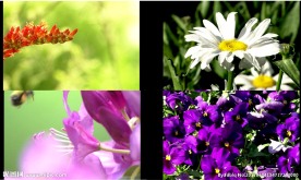 春天 花开 LED 背景