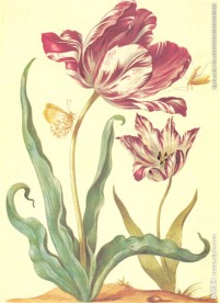 油画图片素材 红色郁金香