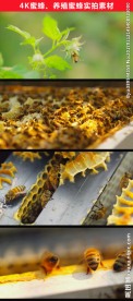 4K超清蜜蜂养殖实拍素材