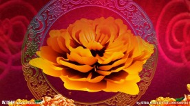 春晚富贵牡丹大花循环播放