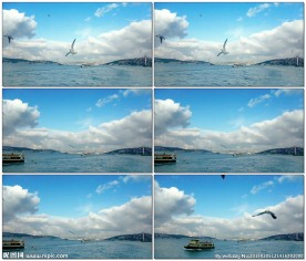 海鸥在横跨博斯普鲁斯海峡