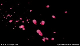 粉色花瓣（叠加用）