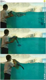 孩子在水族馆看企鹅