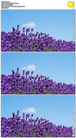 蓝天微风下的薰衣草