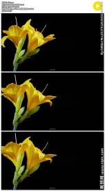 两朵黄色百合花盛开