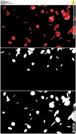 飞舞的玫瑰花瓣