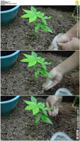 给植物幼苗施肥