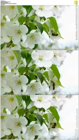 蜜蜂在苹果花上授粉