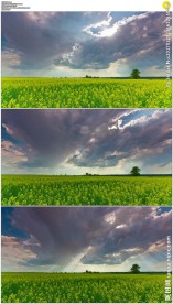 油菜花田和翻滚的白云