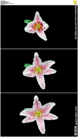 粉红色百合花盛开