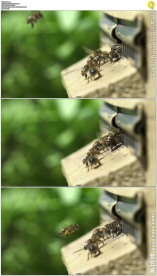 蜜蜂在蜂箱飞舞酿蜜