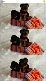 礼物盒子里的两只小狗