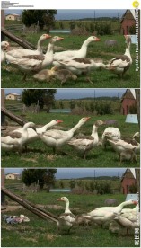 农场一群白色鸭子