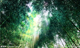 竹园阳光