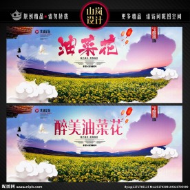 油菜花海报