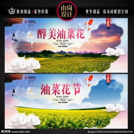 油菜花
