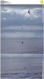 海鸥多云的海面飞翔