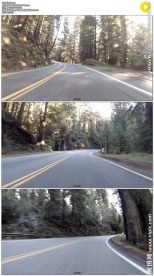 开车在森林公路上穿梭