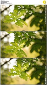 唯美微风吹动树叶