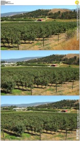 农村果园实拍视频素材