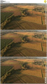 辽阔的葡萄园实拍视频素材