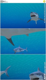 海底大白鲨三维动画视频素材