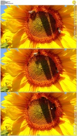 向日葵上的蜜蜂