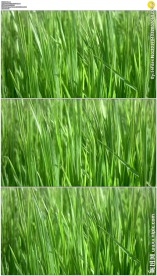 微风吹动绿色小草