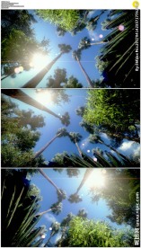 旋转的森林阳光