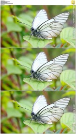 绿色树叶上的白蝴蝶