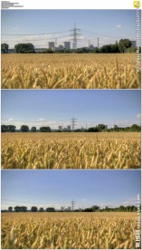 电站前面的金色麦田