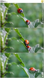 树叶上两只七星瓢虫