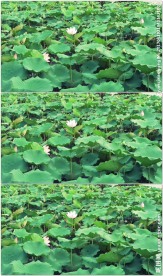 实拍荷花塘白色荷花