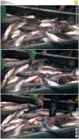 多瑙河三角洲捕鱼