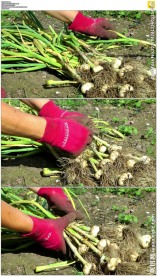 收获大蒜蒜苗