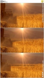 夕阳收割小麦
