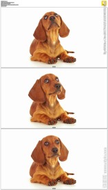 白色背景腊肠狗