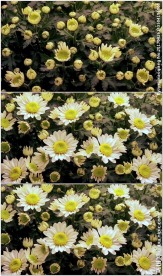 向日葵开花绽放