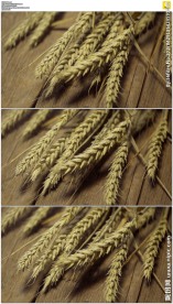 掉落在木头上的金色麦子