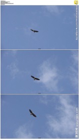 蓝天下翱翔的老鹰