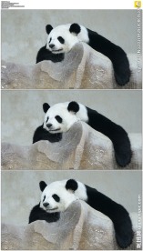 懒洋洋的大熊猫睡觉