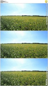 蓝天下微风吹动农田