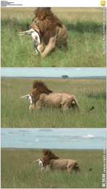 草原狮子嘴里叼着羚羊