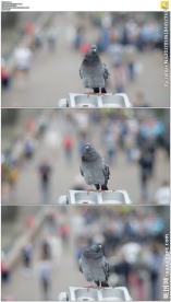 大街人群背景前跳舞的鸽子