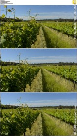 澳大利亚葡萄园