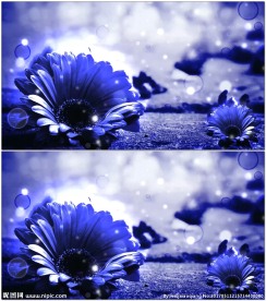 浪漫蓝色向日葵动态背景
