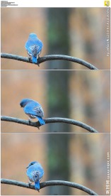 飞到树枝上的蓝色小鸟