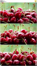 旋转的大樱桃车厘子