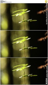 微风中的绿色小树叶